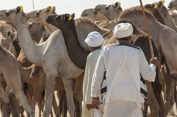 Two bedouin traders at an african camel market