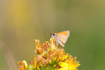 Small yellow butterfly on flower