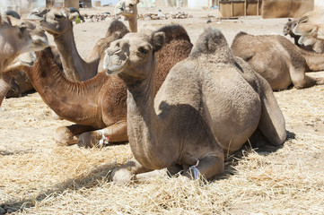 Dromedary camels at an African market