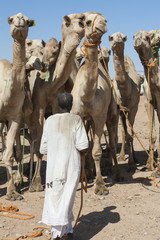 Bedouin trader at an african camel market