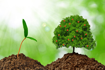 Growing apple tree