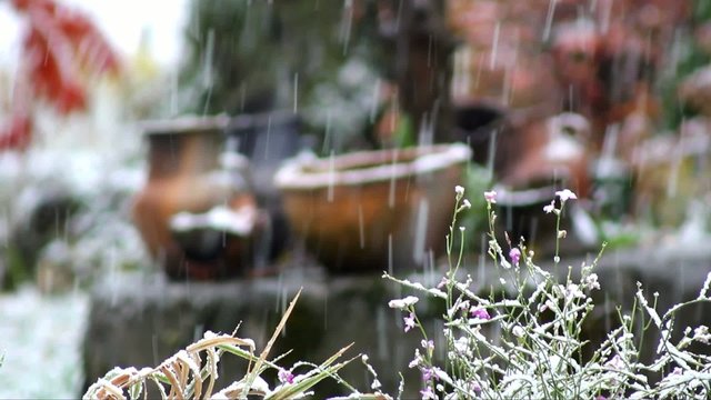 snow,winter,flowers,plant