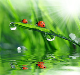 fresh morning dew and ladybird