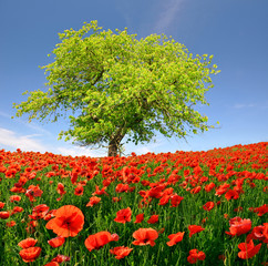 Spring landscape with red poppy