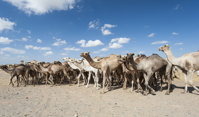 Fototapeta na wymiar Dromedary camels at an African market