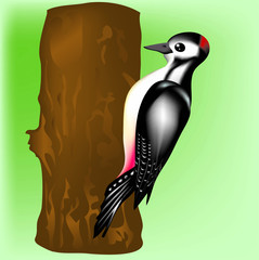 Vector Woodpecker