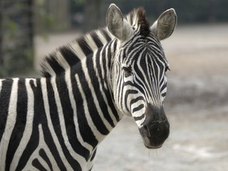 Fototapeta na wymiar Zebra di grant