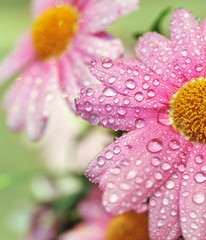 De belles fleurs après la pluie