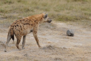 Iena Maculata