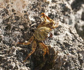 Red Sea swimming crab on rocks