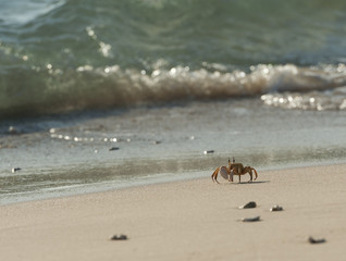 Red Sea ghost crab on the beach