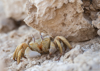 Red Sea ghost crab under a rock