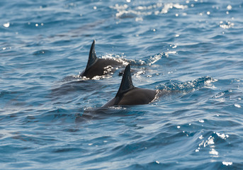Obraz premium Spinner dolphins surfacing in a lagoon