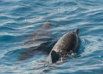 Spinner dolphins surfacing in a lagoon