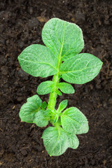 Potato plant