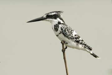 martin pescatore bianconero