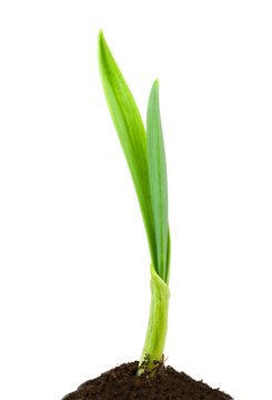 Garlic plant