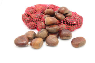 Chestnut on white background