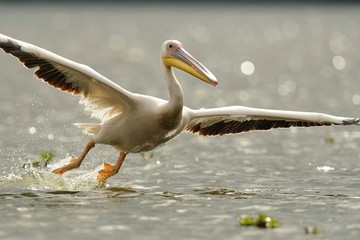 Pellicano in decollo