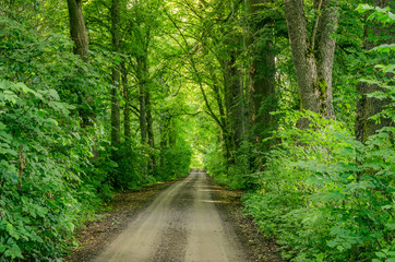 Forest road