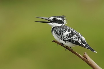 Martin pescatore bianconero