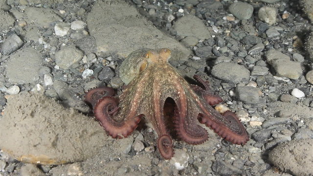 Octopus changes colors using chromatophores.