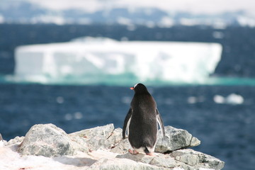 Gentoo penguin waiting for his companion