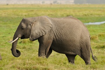 Elefante nella Savana