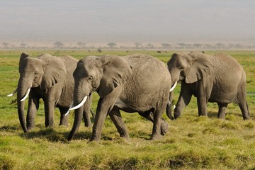 Elefanti nella Savana