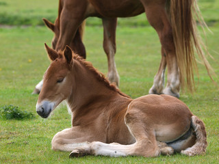 Naklejka na ściany i meble Foal Laying Down