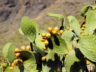 Opuntia ficus-indica, Tenerife, Canary Islands, Spain
