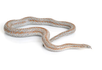 Fototapeta premium Rosy Boa Snake with Tongue Out