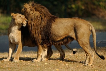 Fototapeta premium Leoni in accoppiamento