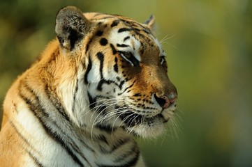 Tigre siberiana