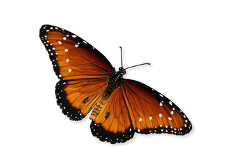Fototapeta na wymiar Królowa motyli