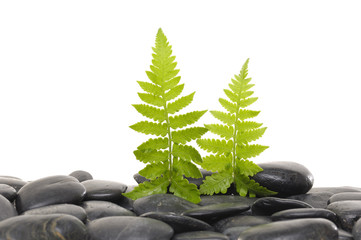 green fern leaf and with gray spa stones