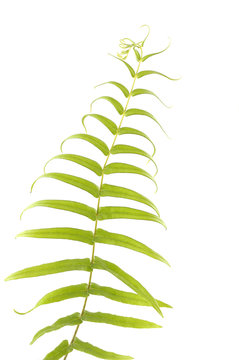 fern-leaf ,isolated on white background
