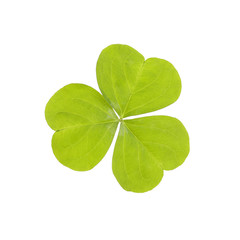 Three Leaf Clover