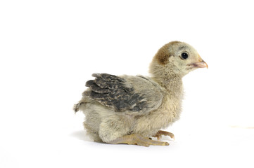 Baby chicken