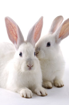 Couple rabbits.