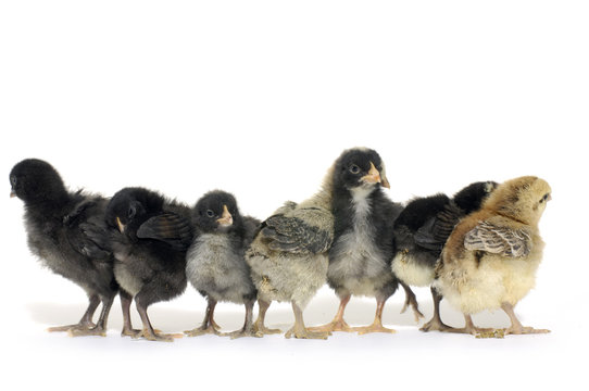 A group of little chicks on white background