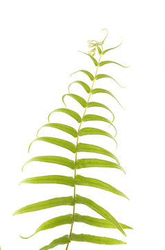 leaf of fern isolated
