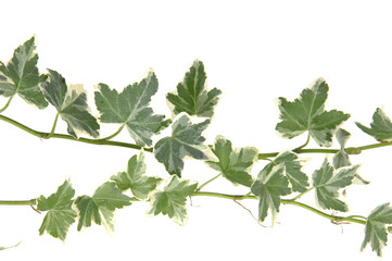 Green ivy on white