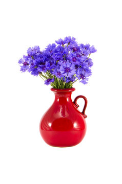 beautiful red ceramic vase and cornflowers on white
