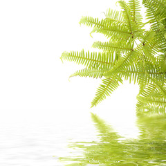 green fern leaf with reflection
