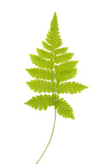 Fern leaf isolated