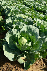 Naklejka premium cabbage field