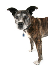 an old pit bull