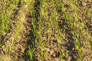 Small wheat plant