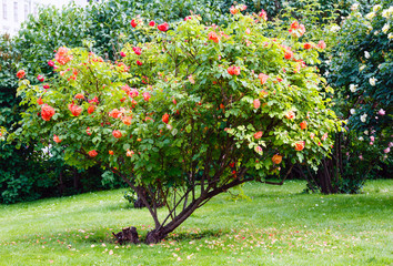 Fototapeta na wymiar czerwony i biały krzewów róży